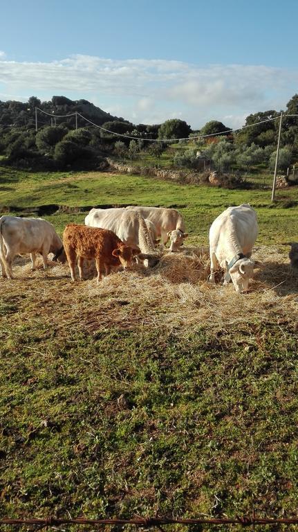 Agriturismo Monte Pino Telti Εξωτερικό φωτογραφία
